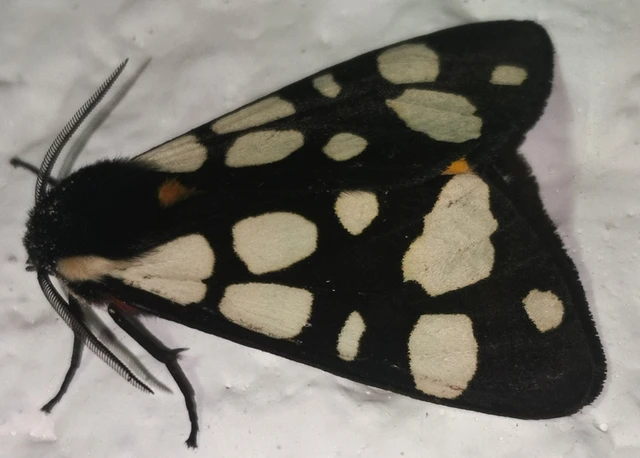 Arctia villica - fekete medvelepke