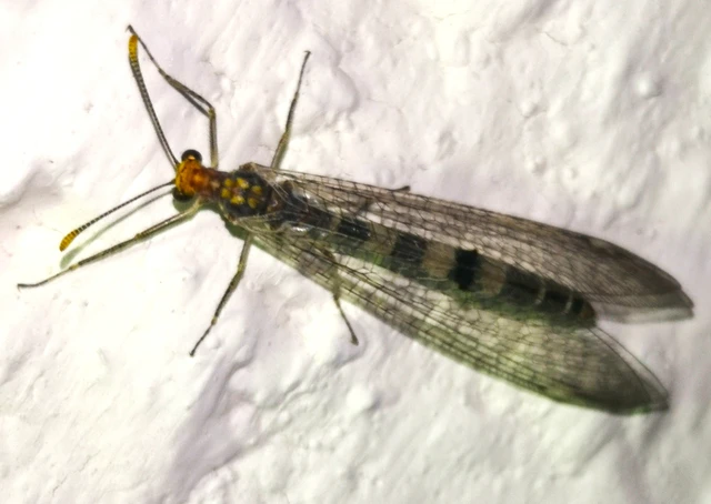 Megistopus flavicornis - kétfoltos hangyaleső