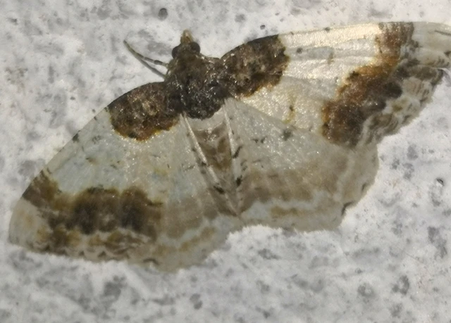 Ligdia adustata - barna levélaraszoló