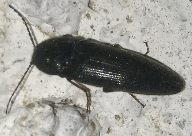Melanotus