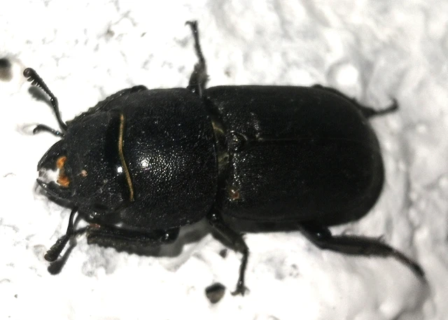 Dorcus parallelipipedus - kis szarvasbogár