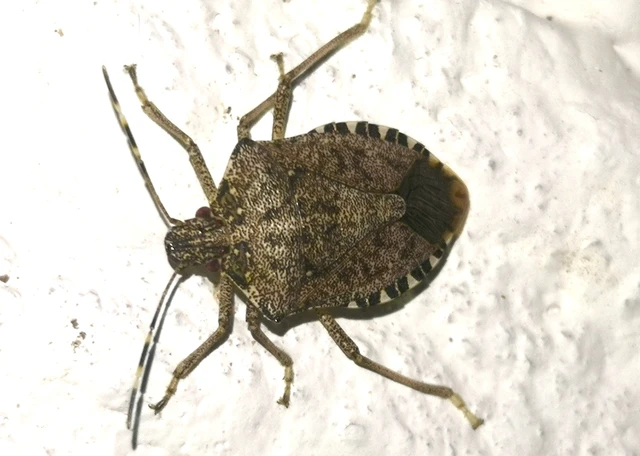 Halyomorpha halys - ázsiai márványospoloska