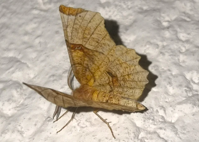 Selenia lunularia - egyfoltos holdasaraszoló