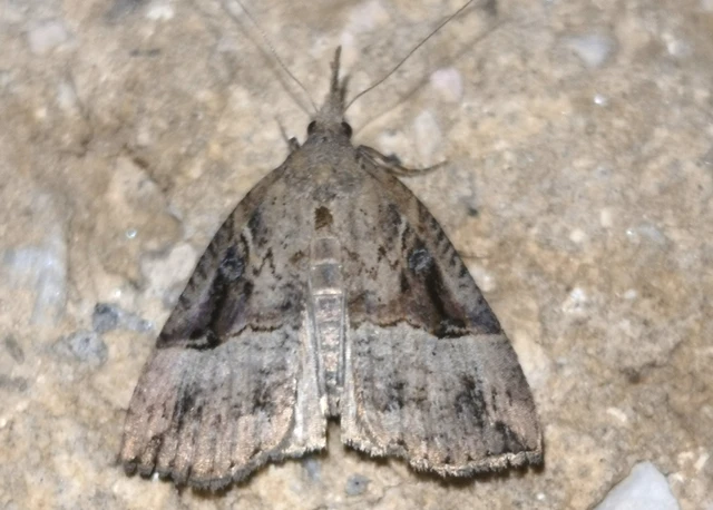 Hypena rostralis - közönséges karcsúbagoly