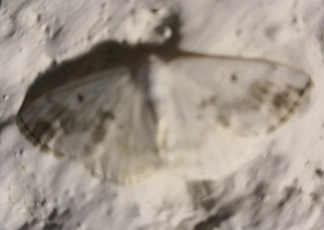 Lomographa temerata - foltos fehéraraszoló