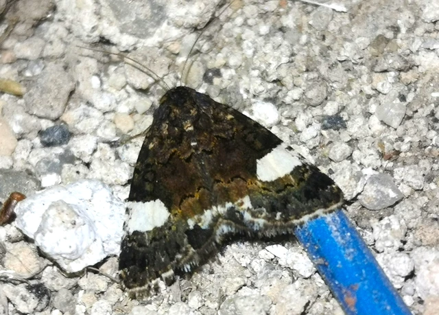 Tyta luctuosa - fekete nappalibagoly