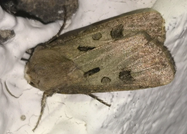 Agrotis exclamationis - felkiáltójeles földibagoly