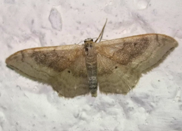 Idaea degeneraria - barnasávos araszoló