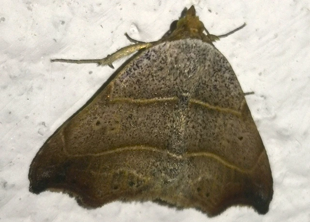 Laspeyria flexula - zuzmóbagoly