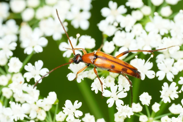 Stenurella septempunctata - hétpettyes karcsúcincér