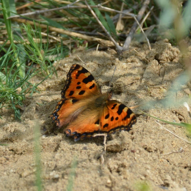 Nymphalis polychloros - nagy rókalepke