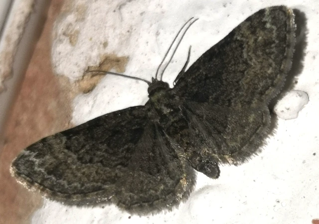 Pasiphila chloerata - hamvas törpearaszoló