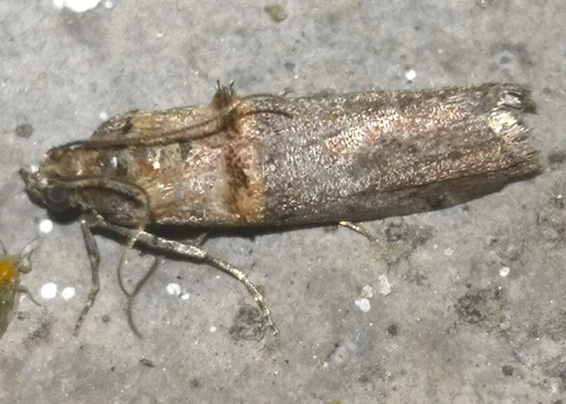 Trachonitis cristella - bokorrágó karcsúmoly