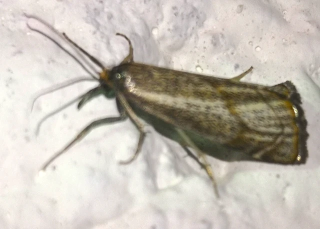 Thisanotia chrysonuchella - tavaszi fűgyökérmoly