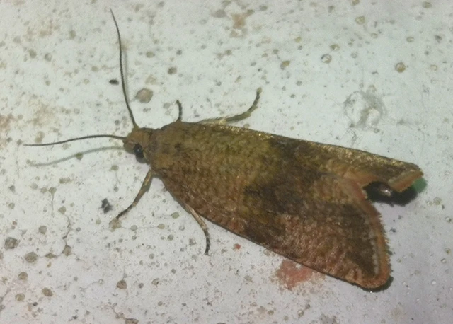 Celypha striana - pitypangfúró tükrösmoly