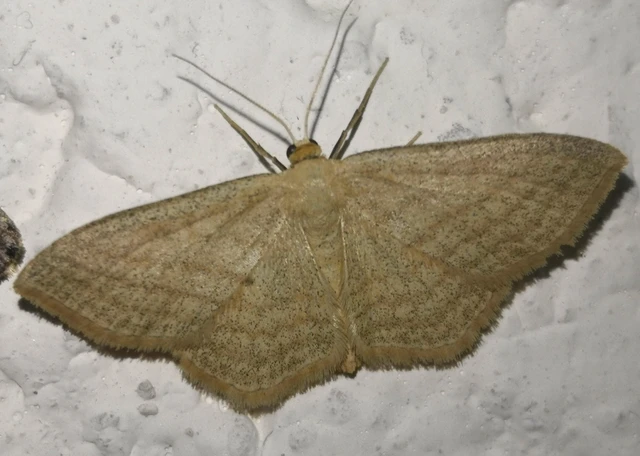 Scopula virgulata - vesszős sávosaraszoló