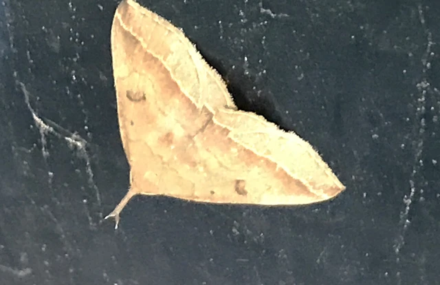Pechipogo plumigeralis - tollascsápú karcsúbagoly