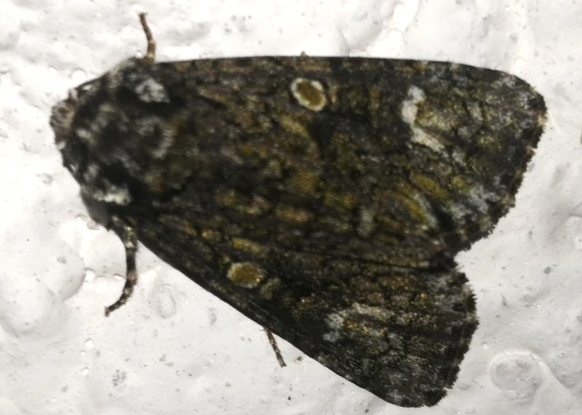 Craniophora ligustri - fagyalbagoly