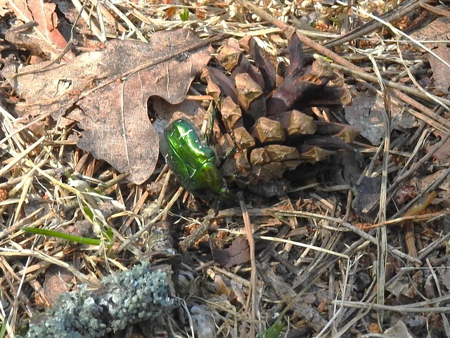 Cetonia aurata - aranyos virágbogár
