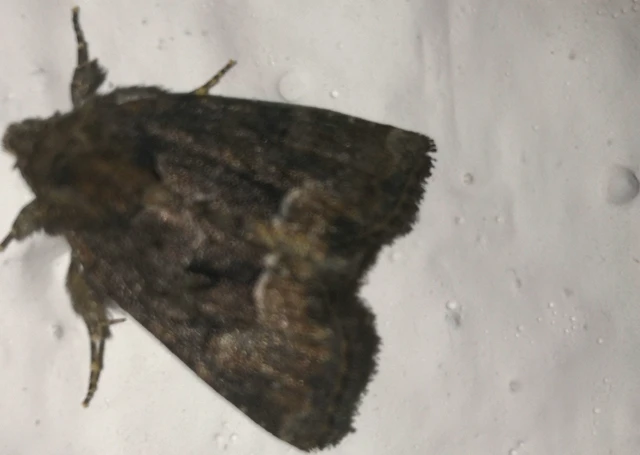 Oligia strigilis/latruncula/versicolor