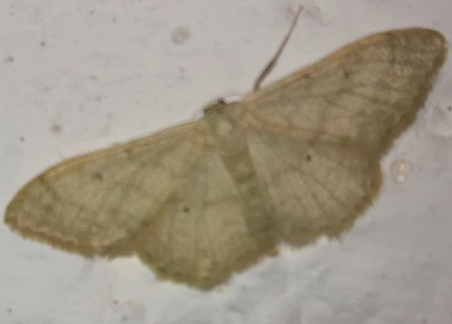 Idaea straminata - szalmasárga sávosaraszoló