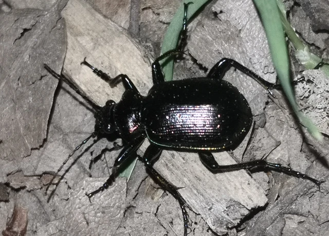Calosoma inquisitor - kis bábrabló