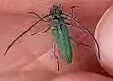 Phytoecia coerulescens - kígyósziszcincér
