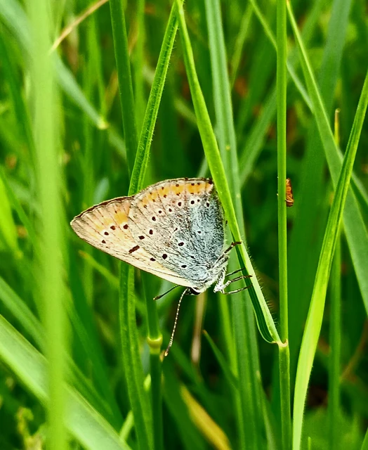 Lycaena dispar rutilus - nagy tűzlepke