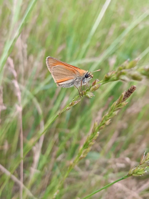 Thymelicus sylvestris - barna busalepke