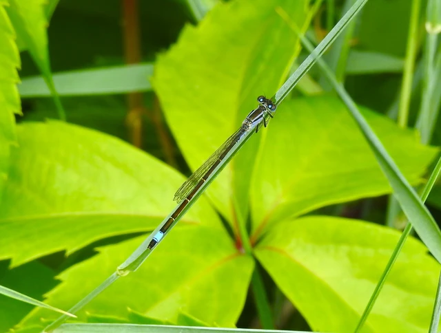 Ischnura elegans pontica - kéköves légivadász