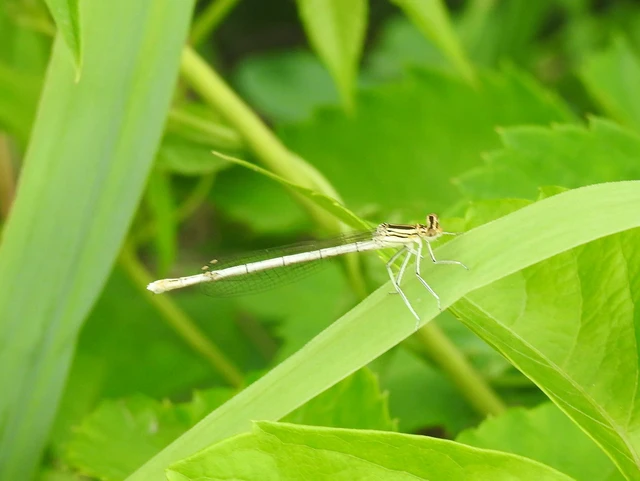 Platycnemis pennipes - széleslábú szitakötő