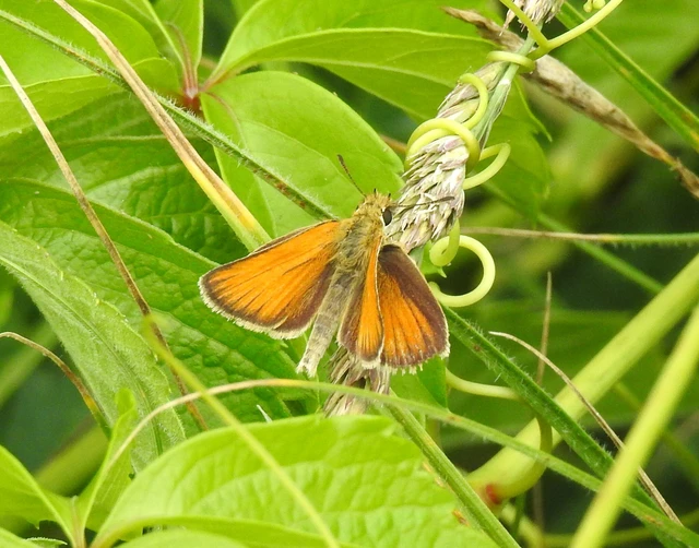 Thymelicus lineola - vonalas busalepke