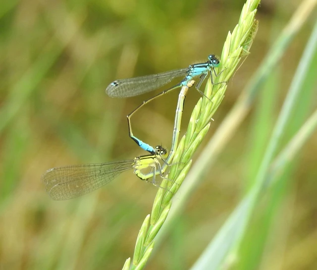 Ischnura elegans pontica - kéköves légivadász