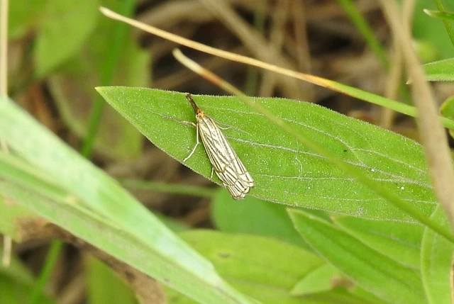Chrysocramboides craterella - rácsos fűgyökérmoly