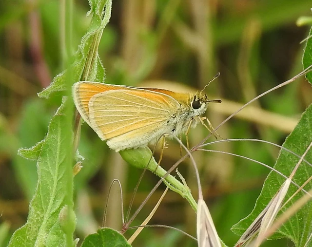 Thymelicus lineola - vonalas busalepke