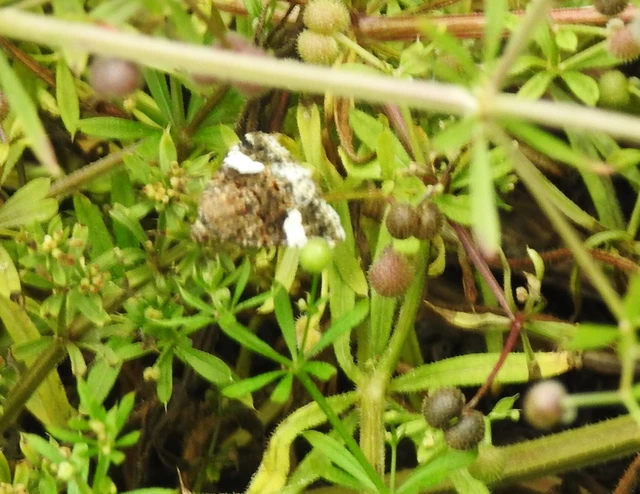 Tyta luctuosa - fekete nappalibagoly