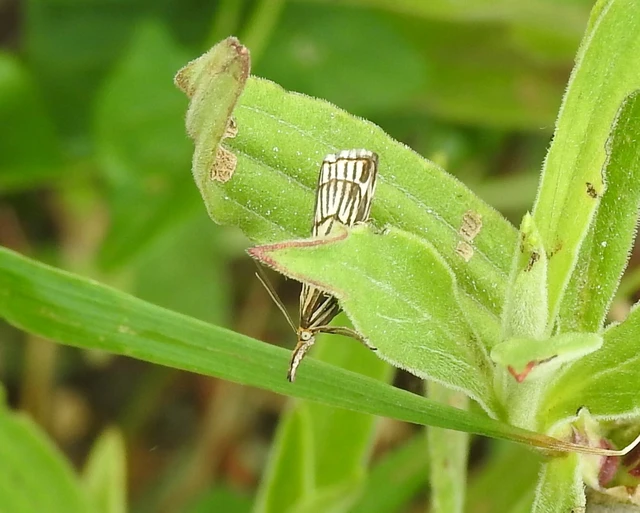 Chrysocramboides craterella - rácsos fűgyökérmoly