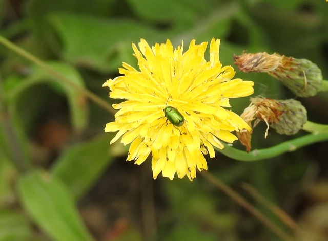 Cryptocephalus