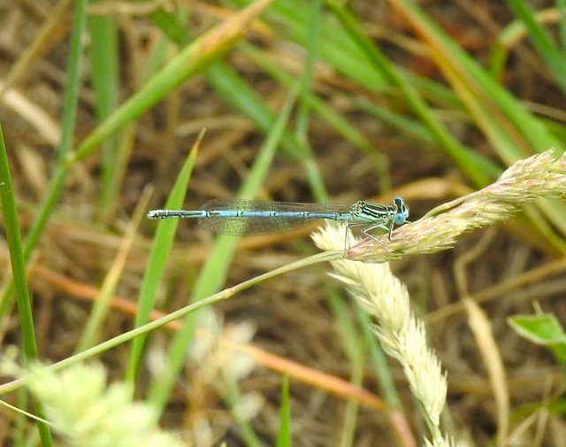 Platycnemis pennipes - széleslábú szitakötő