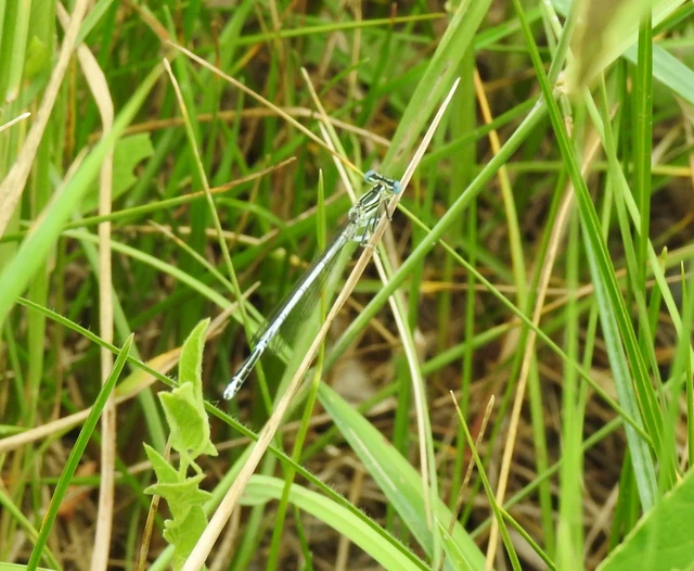 Platycnemis pennipes - széleslábú szitakötő