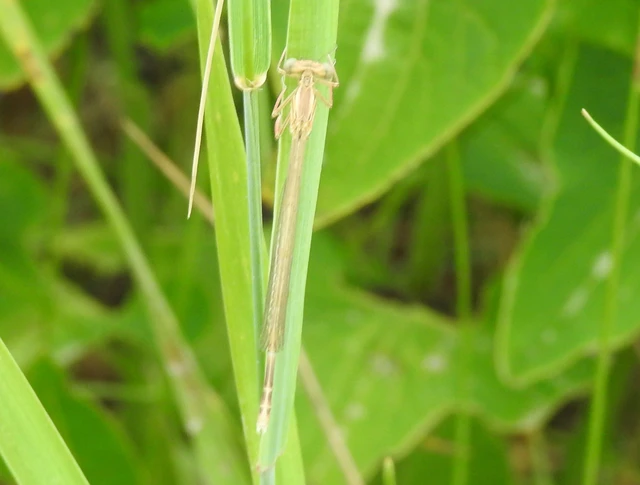 Platycnemis pennipes - széleslábú szitakötő