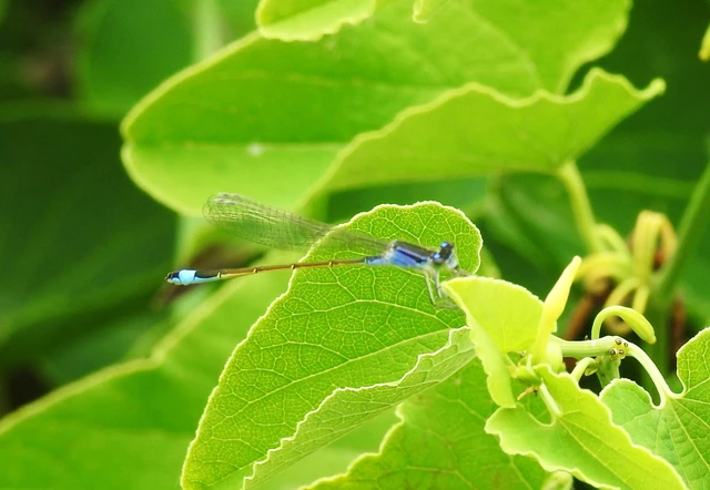Ischnura elegans pontica - kéköves légivadász