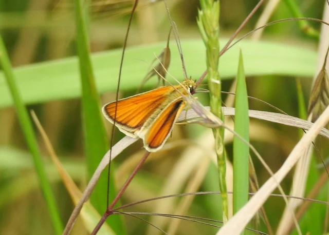 Thymelicus lineola - vonalas busalepke