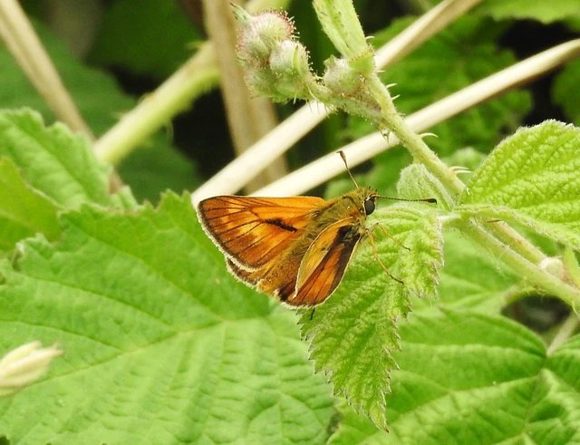 Ochlodes sylvanus - erdei busalepke
