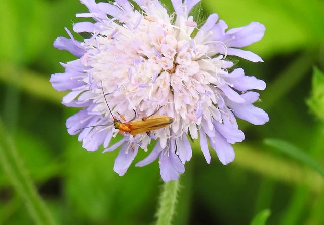 Oedemera podagrariae - székfű-álcincér