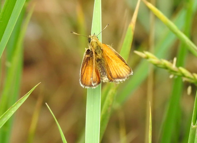 Thymelicus lineola - vonalas busalepke