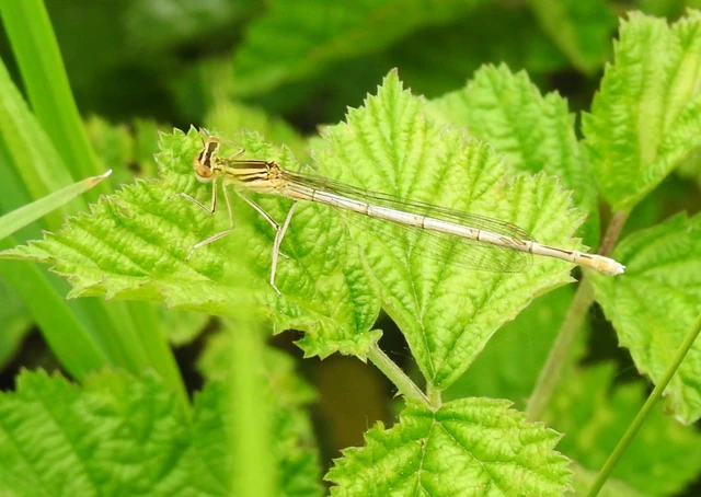 Platycnemis pennipes - széleslábú szitakötő