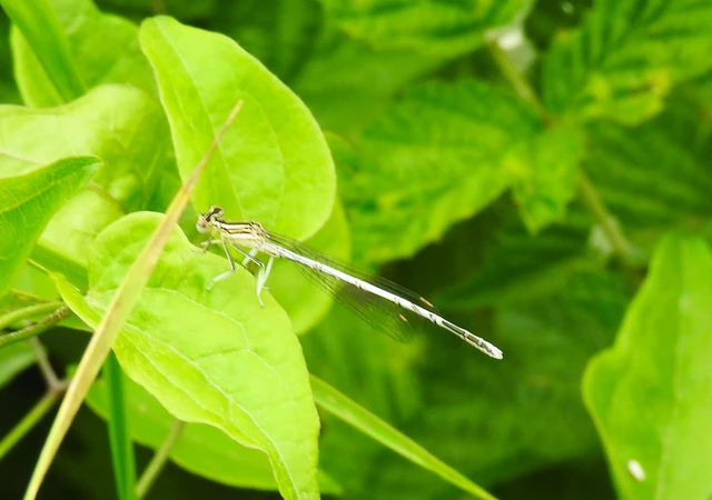 Platycnemis pennipes - széleslábú szitakötő