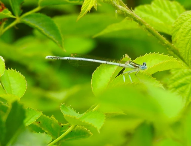 Platycnemis pennipes - széleslábú szitakötő