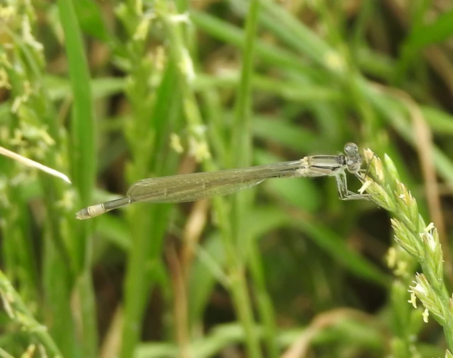 Ischnura elegans pontica - kéköves légivadász